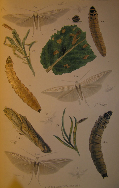 Le Coleophoridae d''Italia